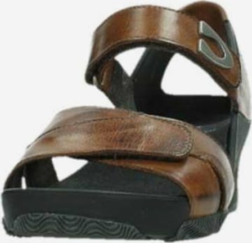 Wolky Sandals in Brown