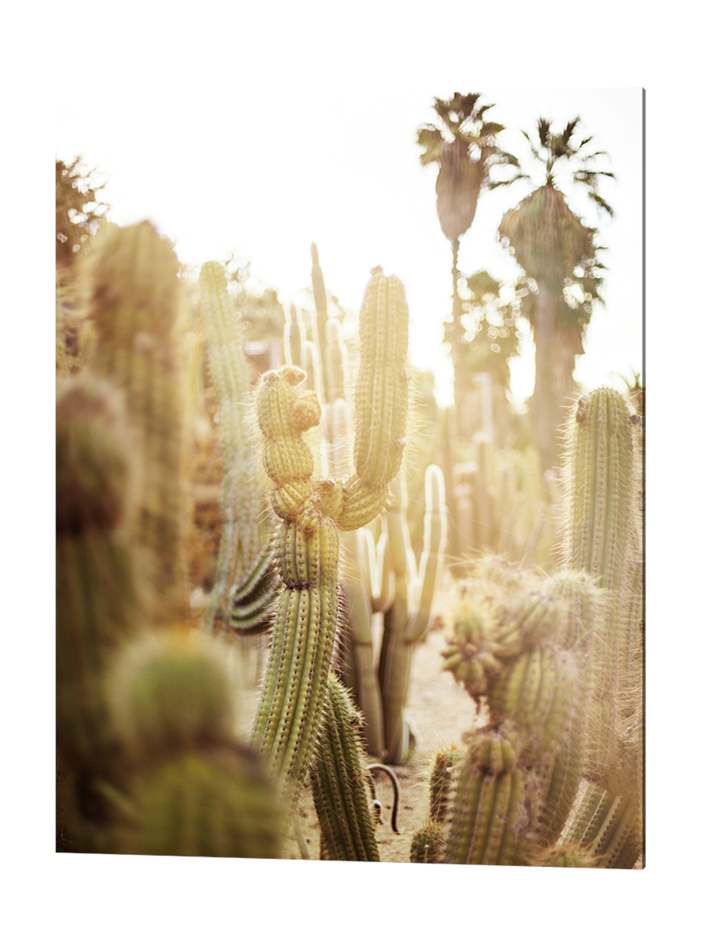 Liv Corday Bild 'Cactus in Desert' in Grau: Vorderseite