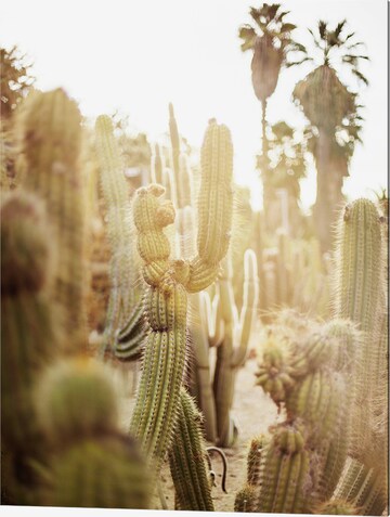 Liv Corday Bild 'Cactus in Desert' in Grau: predná strana