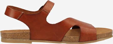 Sandales COSMOS COMFORT en marron