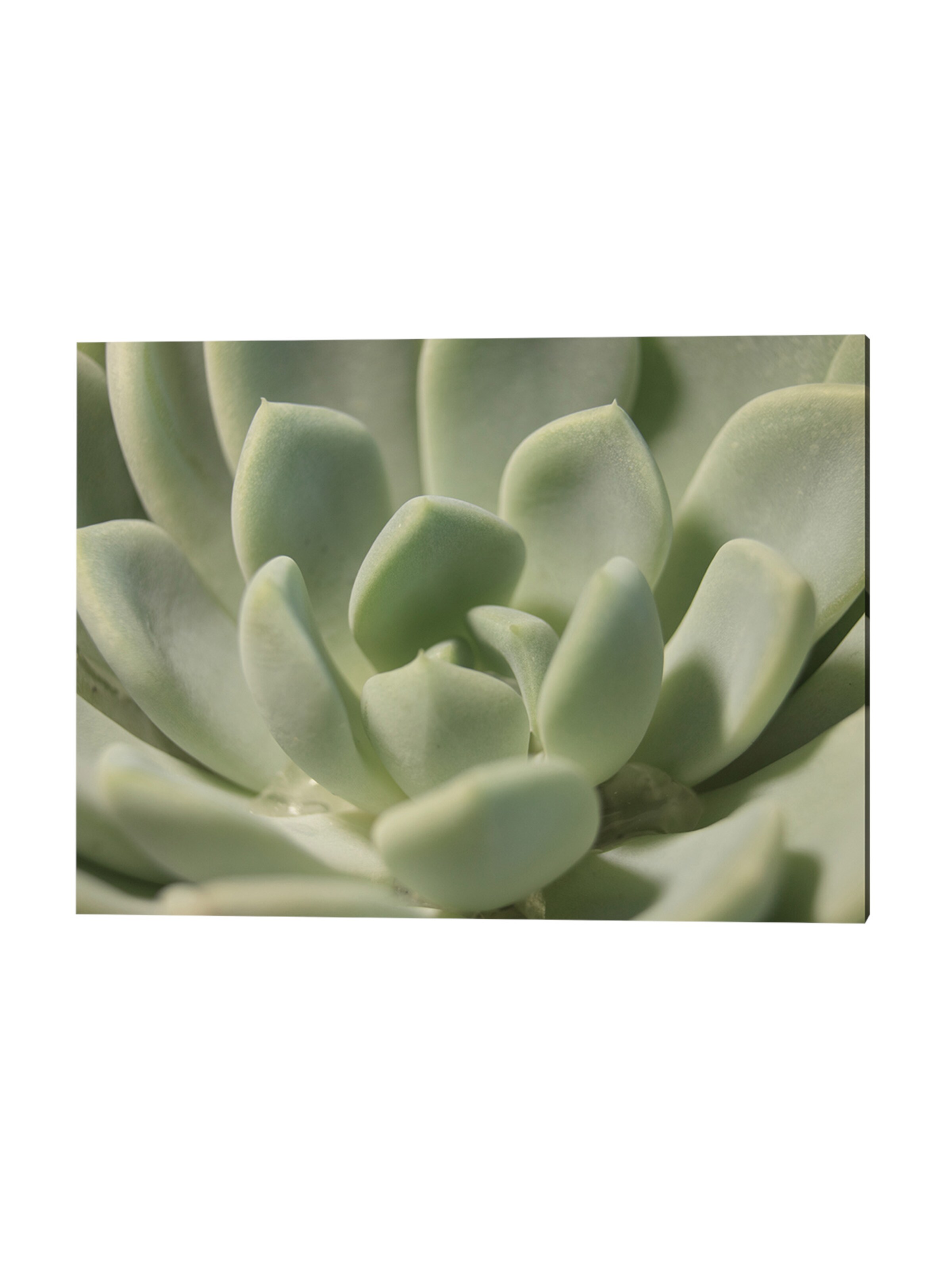 Liv Corday Image 'Succulent' in White: front