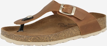 SALAMANDER Klipklappere i brun: forside