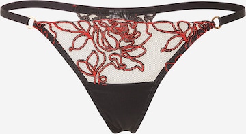 raudona Bluebella Siaurikės 'Malina': priekis