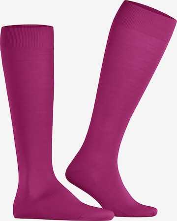 FALKE Knee High Socks 'ClimaWool' in Purple: front