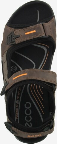 ECCO Sandale 'Offroad Yucatan' in Braun