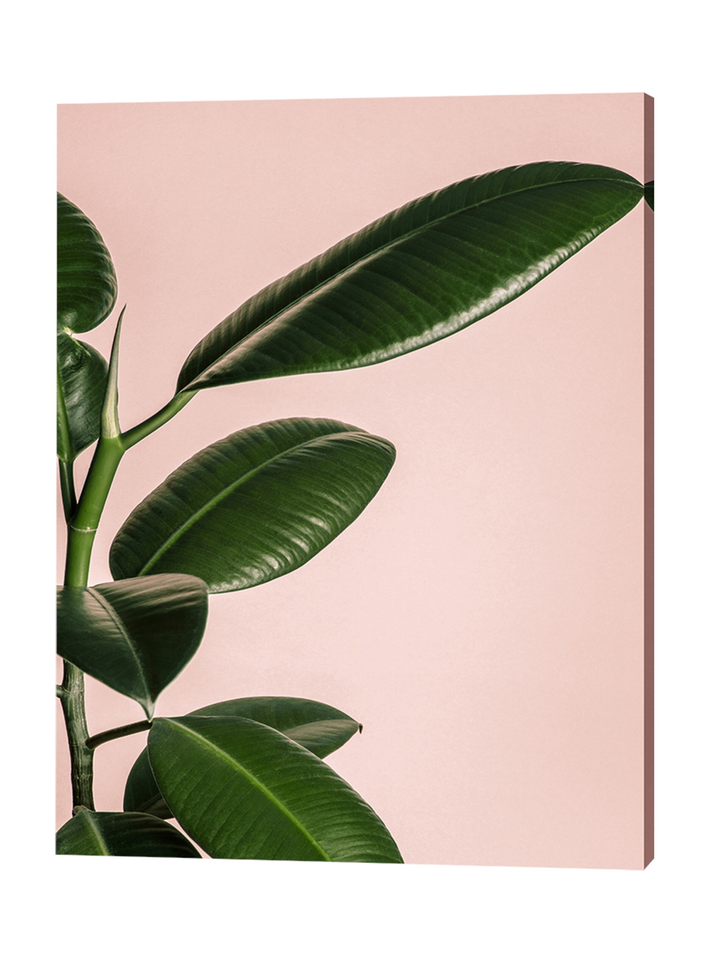 Liv Corday Image 'Tropical Plant' in White: front