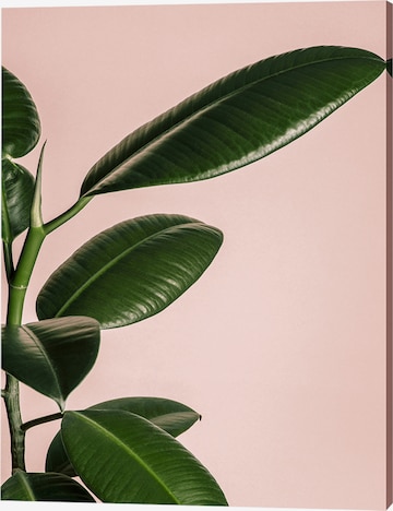 Liv Corday Bild 'Tropical Plant' in Weiß: predná strana