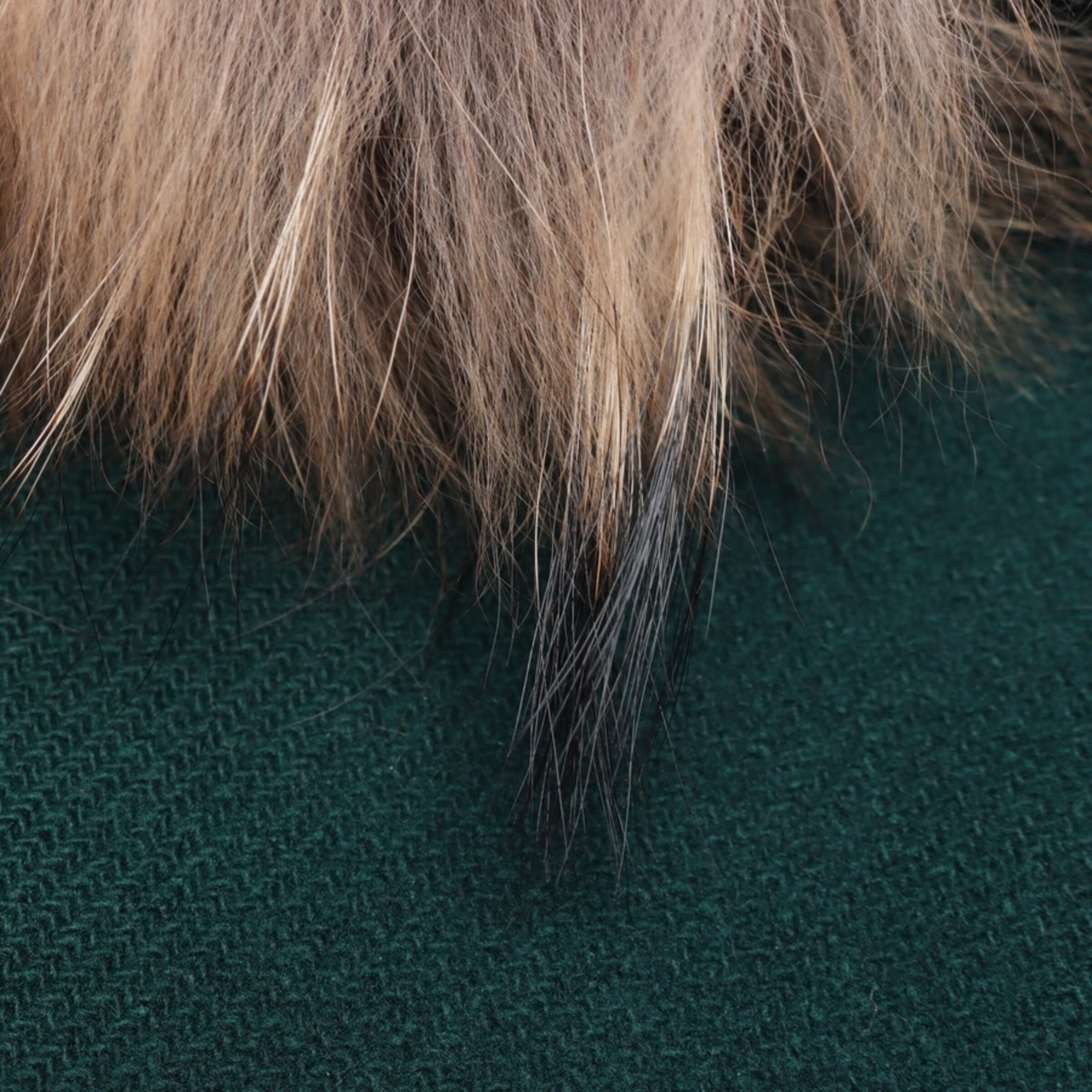 Sandro Jacket & Coat in XS in Green