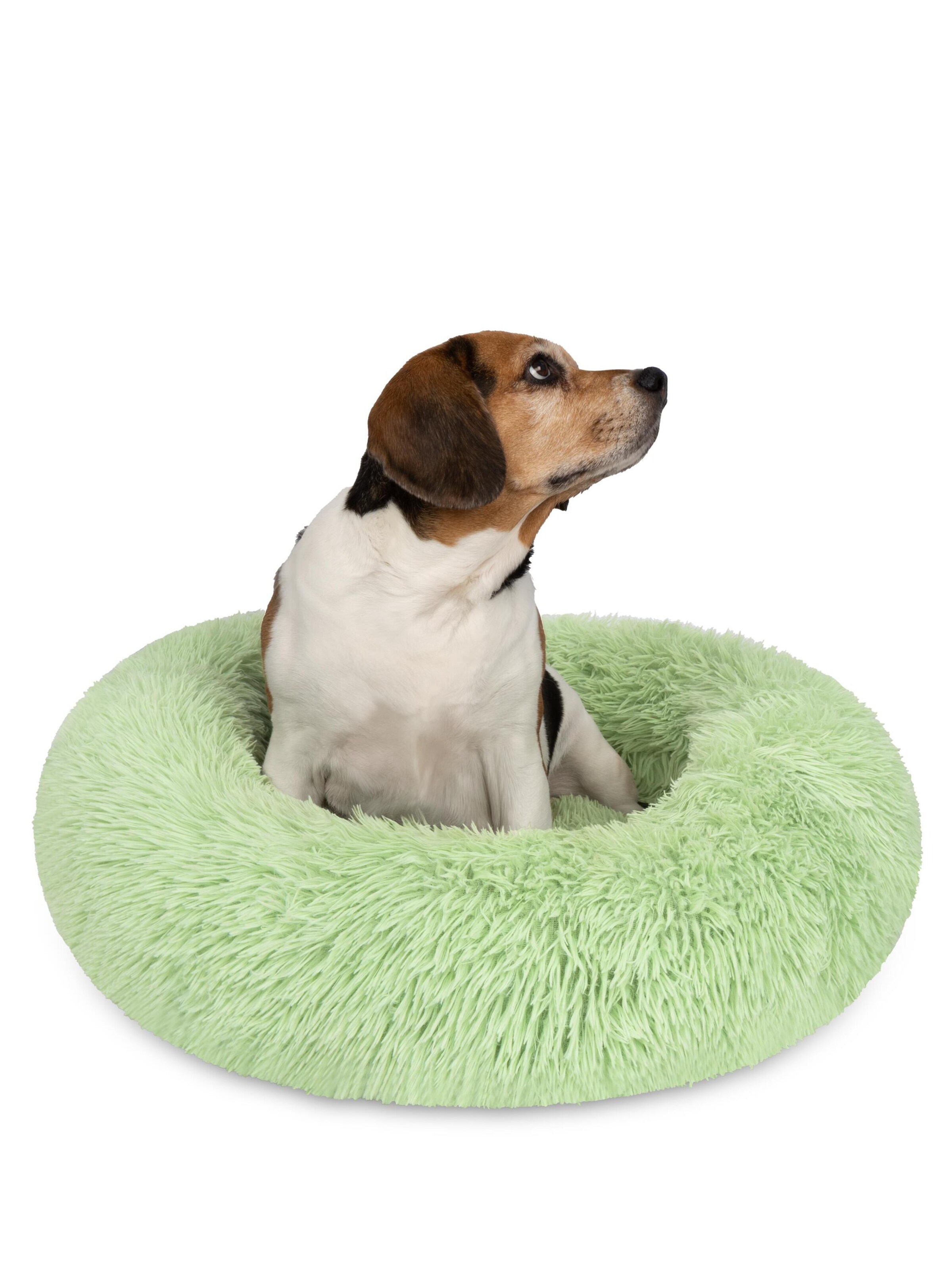 Aspero Pet accessories 'Tornio' in Green