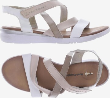 HUSH PUPPIES Sandalen 41 in Beige: predná strana