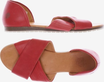 Apple of Eden Sandals & High-Heeled Sandals in 39 in Red: front