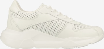 Sneaker bassa di Steven New York in bianco