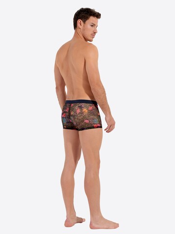 Boxers ' Exotica ' HOM en mélange de couleurs