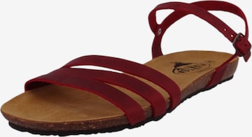 Sandales Plakton en rouge : devant