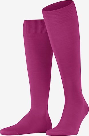 FALKE Knee High Socks 'ClimaWool' in Purple: front