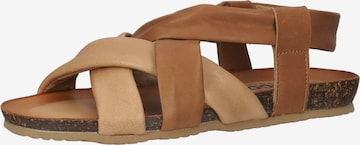 IGI&CO Sandals in Brown: front