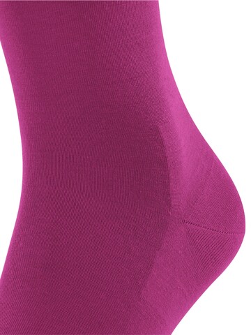FALKE Socks 'ClimaWool' in Purple