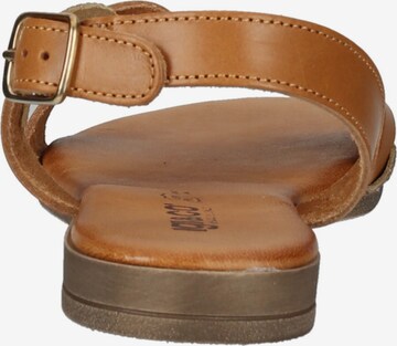 Sandalo con cinturino di IGI&CO in marrone