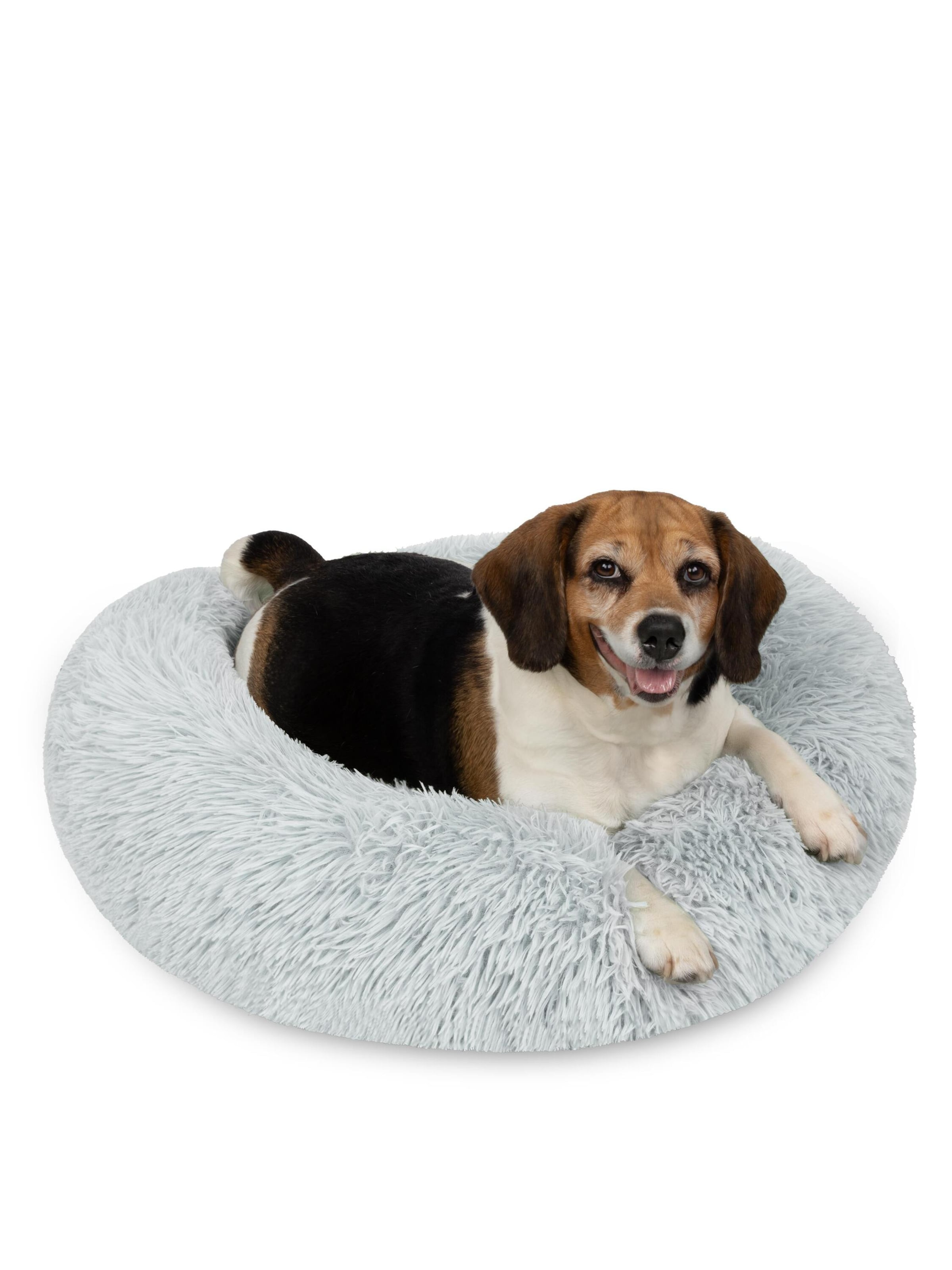 Accessoires pour animaux 'Tornio' Aspero en gris : devant