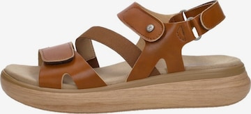 Sandales 'Amara' Wolky en marron : devant