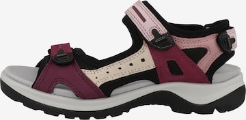 Sandales de randonnée 'Offroad' ECCO en rose