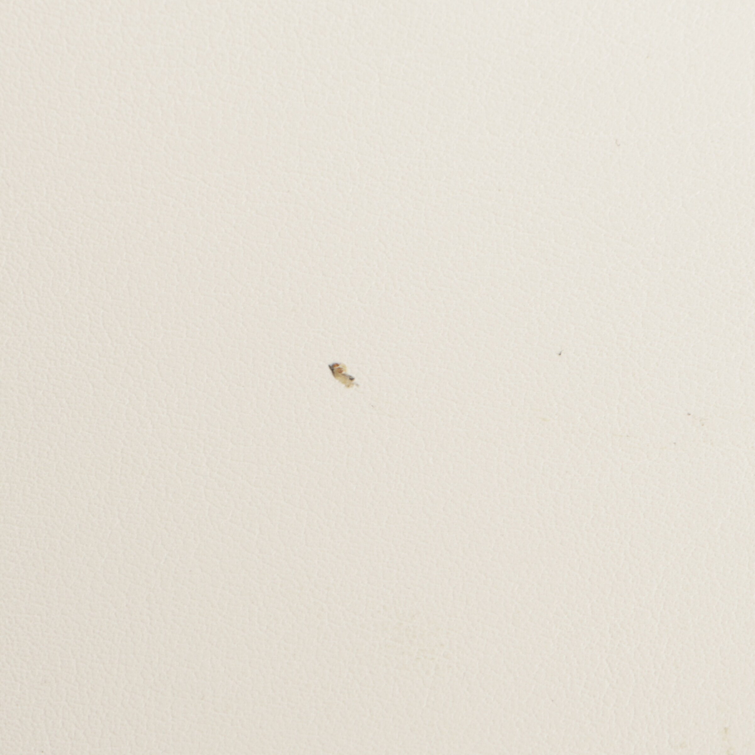 roberto cavalli Bag in One size in White