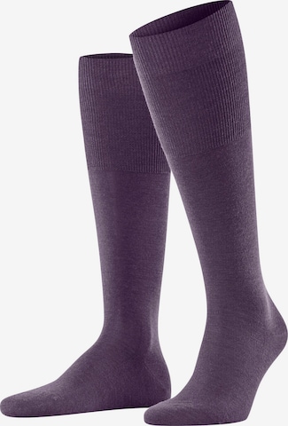 FALKE Knee High Socks 'Airport' in Purple: front
