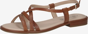 CAPRICE Riemensandale in Braun: Vorderseite