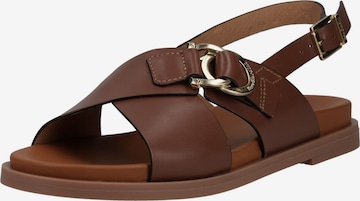 Sandales à lanières Nero Giardini en marron : devant