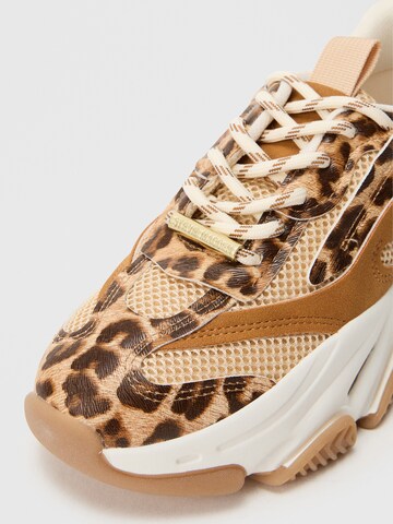 STEVE MADDEN Nizke superge 'POSSESSION-E' | rjava barva