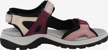 ECCO Hiking Sandals 'Offroad' in Pink