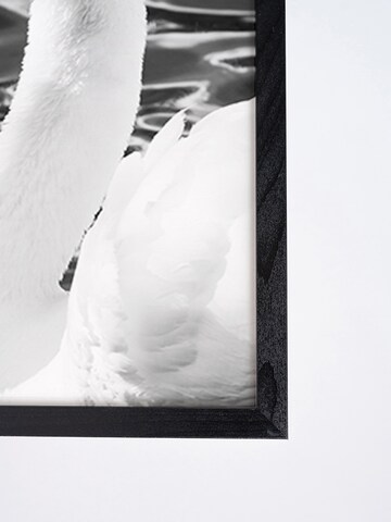 Liv Corday Bild  'Courting Whooper Swans' in Schwarz