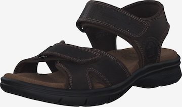 PANAMA JACK Sandals 'Sanders Basics C1' in Brown: front