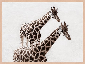 Liv Corday Image 'Giraffes Couple' in Brown: front